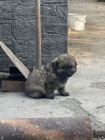 Ит кууту: Щенки метисы, маленькие пушистые комочки с выразительными мордочками и — 5