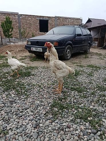 домашние птицы: Продаю | Куры, Петух | Дакан | Для боев — 5