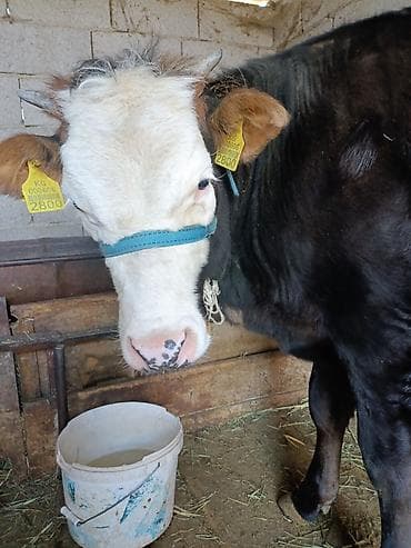 мышык сатып алам: Сатам | Бука (эркек) | Бордоп семиртүү үчүн | Байланган — 6