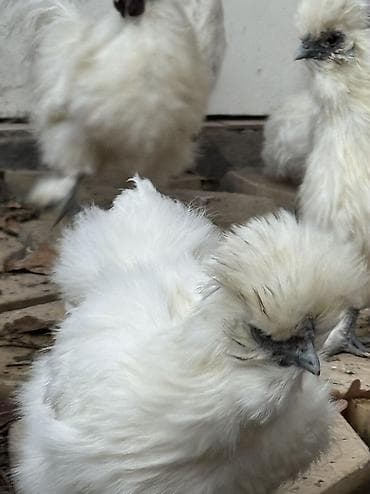 Иттер: Сатам | Тооктор, Короздор — 4