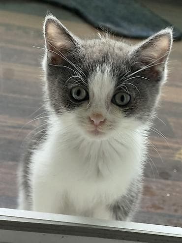 Маленький котейка ищет дом. К лотку приучен. - Окрас: белый с