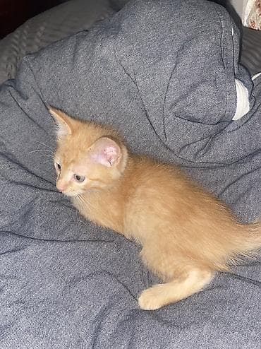 ищу котят: Отдам котят в добрые руки,месячные котята,ходят в лоток кушают — 1