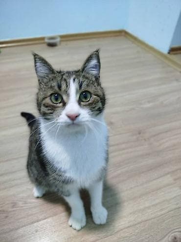 кошка продаётся: 10 месяцев, Мальчик, Кастрирована, Приучена к лотку, Проглистована — 2