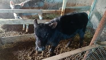 бравекто цена бишкек: Сатам | Музоо | Бордоп семиртүү үчүн — 1