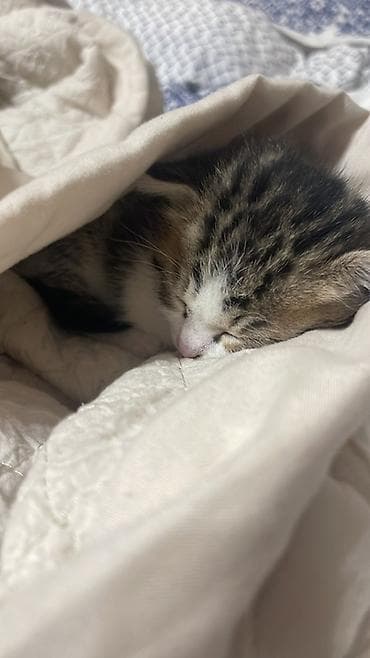 бенгальские кот: 1 месяц, Мальчик, Серый — 3