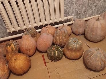капуста мегатон: Тыква столовая, выращенная без химии, с огорода.Бишкек - Разные — 2