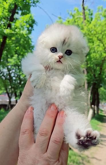 Мышыктар: Скотиш Фолд (Шотландиялык шалпаң кулак), 1 айлык, Эркек, Күмүш өңдүү шиншилла — 3