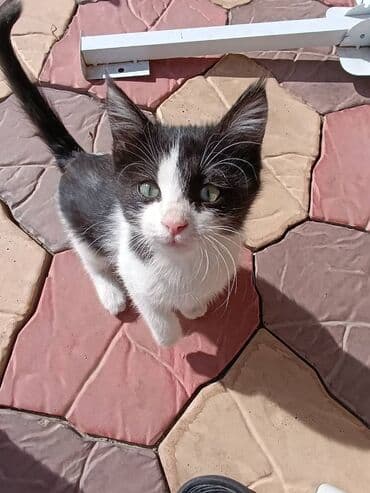 новорожденные котята: 🐾 Очаровательные котята ищут добрые руки! Наша кошка снова стала — 7