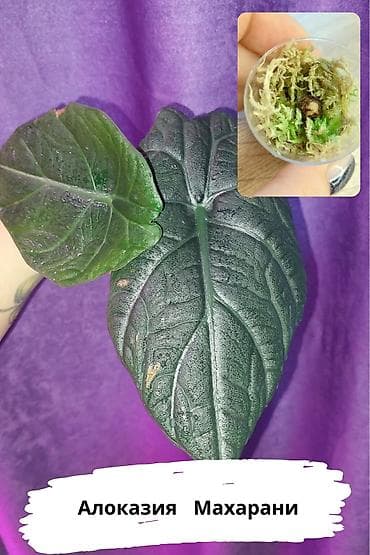 алоказия купить: Продаю разные алоказии. Детки, клубни, взрослые. Цены разные. Вотсап — 4