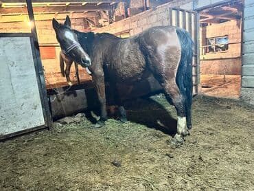 в связи с переездом отдам попугая жако в добрые руки: Продаю | Кобыла (самка) | Рабочий — 4