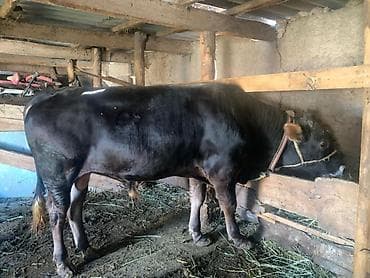 номер приюта для животных бишкек: Продаю | Бык (самец) | На откорм — 3