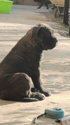 кане корсо купить щенка: Кане-корсо, 1 айлык, Ургаачы, Эмделген, Ит тегин тастыктоочу документ — 1