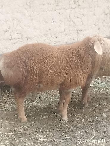 Продаю | Ягненок, Баран (самец) | Арашан | Для разведения | Племенные, Осеменитель
