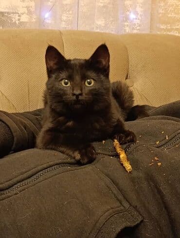 восточно европейская овчарка черная цена: Осталась одна чёрненькая кошечка — ищем спокойный дом/ферму Кошечке — 3