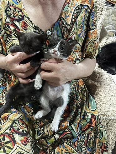 кошка табби: Котята-домоседы, помёт разного окраса: - дымчато-чёрные пушистики - — 3