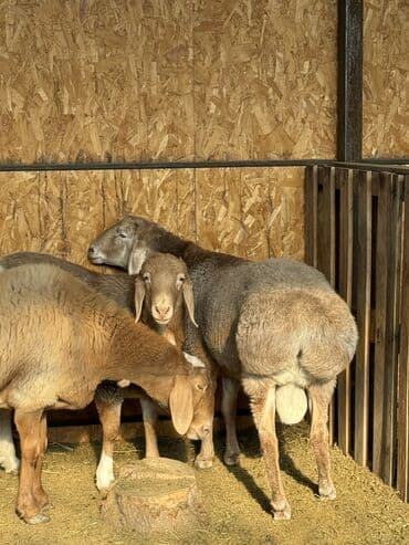 племенные коровы молочные купить: Продаю | Овца (самка), Баран (самец) | Арашан | Для разведения | Матка — 2