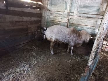 продам кошку: Сатам | Кочкор (эркек) | Союуга — 9