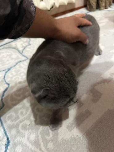 русская голубая кошка котята: Шотландская вислоухая кошка (Scottish Fold), окрас голубой. - Порода — 2