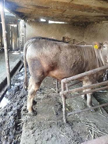 кулак тай: Продаю | Бык (самец) | На откорм | Привязанные — 8