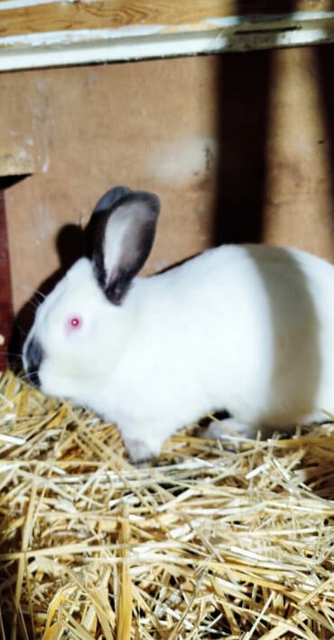 Продаю | Кролик самец | Калифорнийская | Для разведения