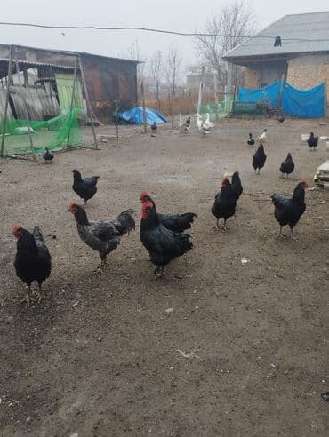 чешский коза: Домашние гуси. Срочно продаю. Цена за одного 3 000 с домашние утки — 1