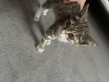 cane corso: Котята-домоседы, короткошёрстные. - Окрас: один тигровый — 3