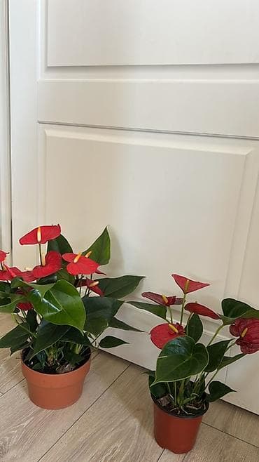 покрывалы: Антуриум (Anthurium) в горшке — эффектное комнатное растение с — 5