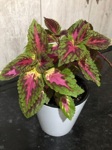 бугенвиллия фото: Цветы сорт «колеус» — 3