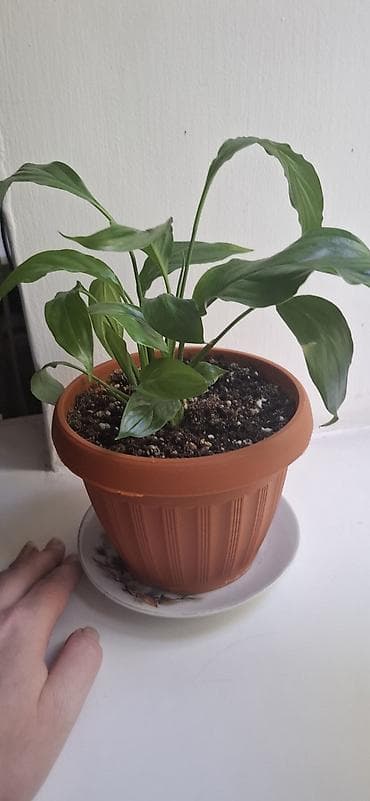 Освещение: Декор для дома и сада, Самовывоз — 9