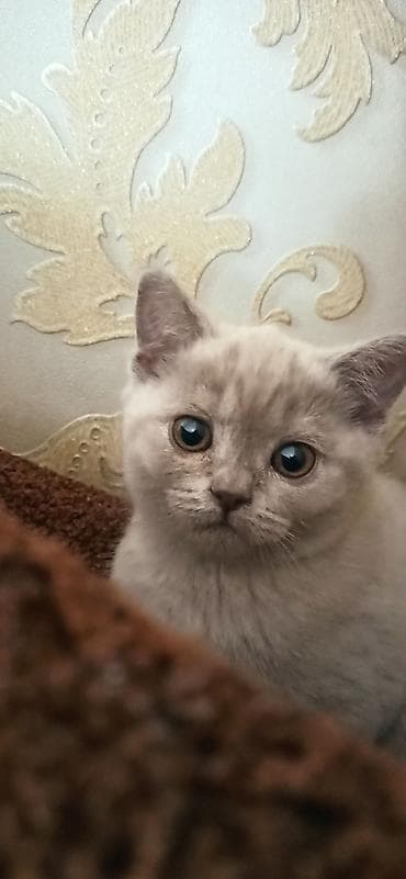 только голуби: Британский короткошёрстный котёнок девочка. карие глаза, карий носик и — 6