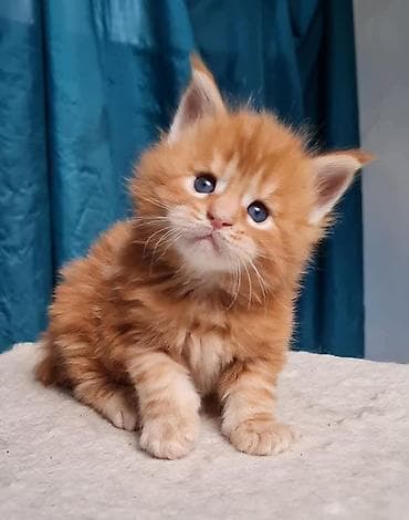 Мышыктар: Породистый котёнок мейн-кун, окраса рыжий (red tabby), с пушистой — 2