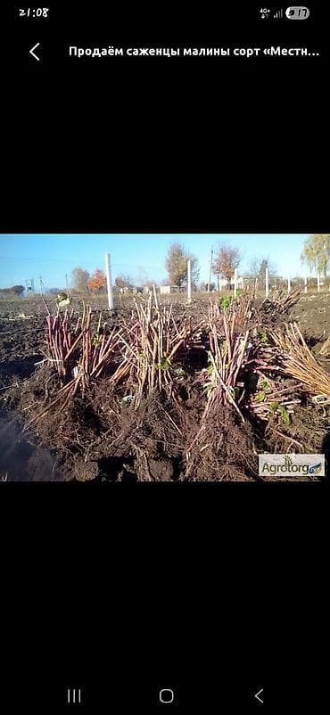 сколько стоит малина за 1 кг: Саженцы малины, сорт галанский (ремонтантная) - Посадочный материал с — 3