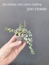 живые растения в аквариум купить: ● Комнатные растения (укоренённые черенки, молодые растения, взрослые — 25