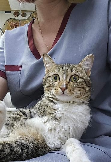 Кошка даром: Беспородная, 8 месяцев, Девочка, Кастрирована, Приучена к лотку, Проглистована