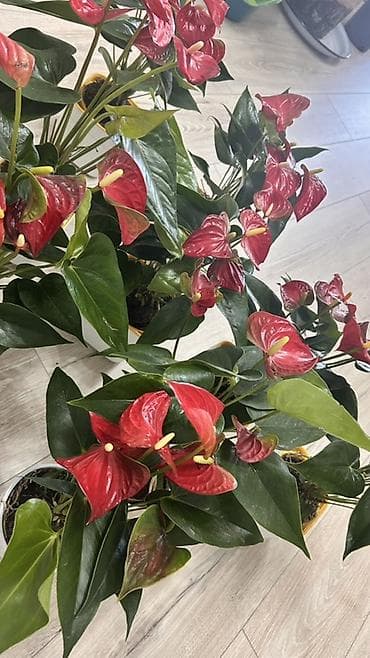 покрывалы: Антуриум (Anthurium) в горшке — эффектное комнатное растение с — 9