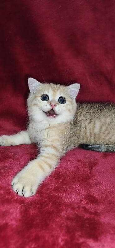 кошка персидская шиншилла: Скотиш Страйт (Шотландская прямоухая), 2 месяца, Мальчик, Золотая шиншилла — 7
