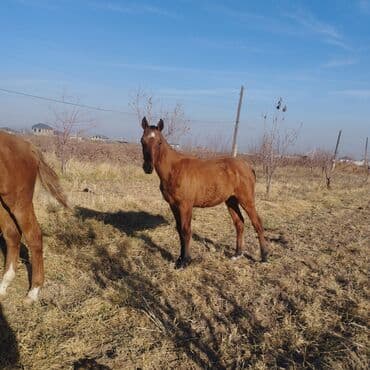 сельскохозяйственные животные продажа: Продаю | Жеребенок | Для разведения — 1