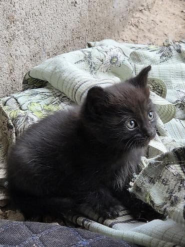 кошеи: Котята 2 черных самца и 1 серая самка Описание: - Милые пушистые — 5