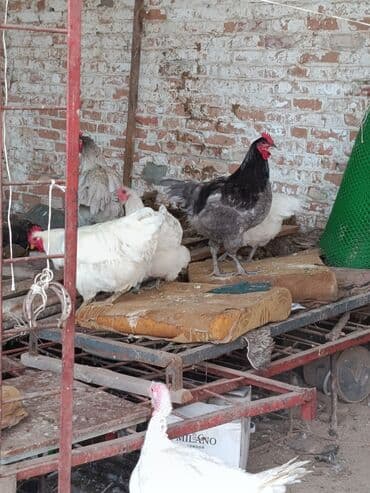 дом для кур: Продаю | Куры | Домашняя | Для разведения — 2