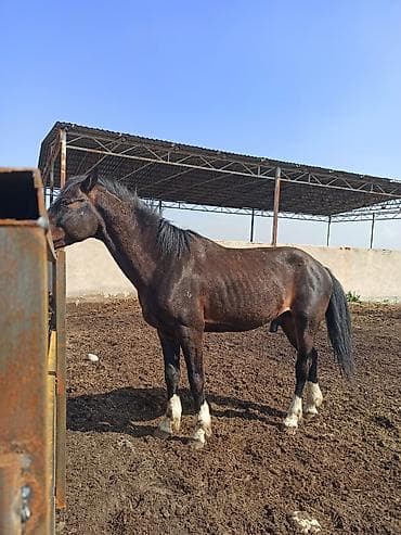 продаю кобылу: Продаю | Кобыла (самка) | Рабочий | Мерин — 3