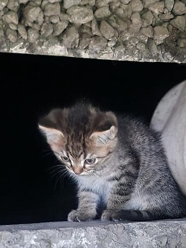 бенгалская кошка даром: Классные котята в добрые руки. Возраст примерно 1-1.5 месяца. Мы — 2