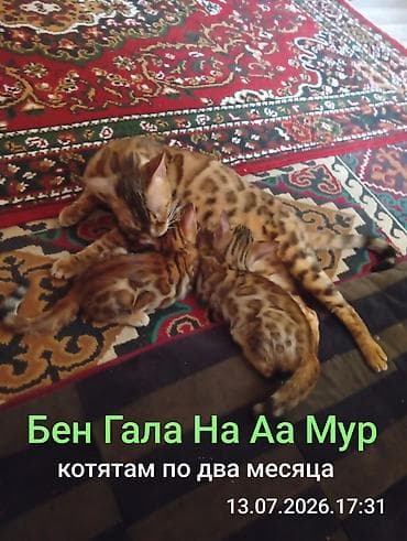 Бенгальская, 2 месяца, Девочка, Приучена к лотку