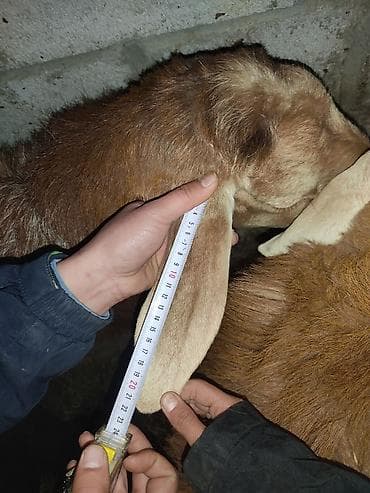 сколько стоит шиншилла маленькая: Продаю | Баран (самец) | Арашан | Для разведения — 5