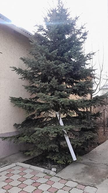 туя голубая ёлка: Ель колючая (Picea pungens), взрослая декоративная. Особенности: - — 3
