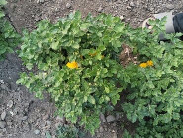 каракол дрова: Рассада цветка — 6