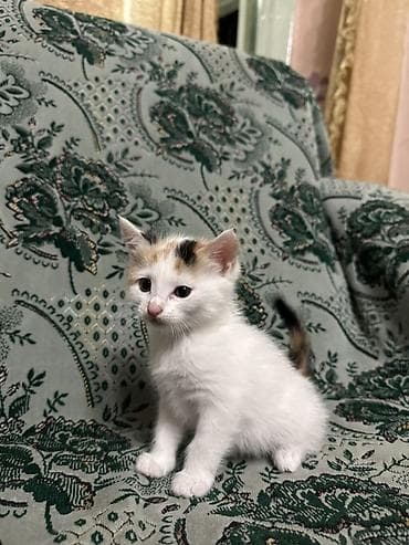 Котята, домашние, короткошёрстные. - Описание: игривые и общительные