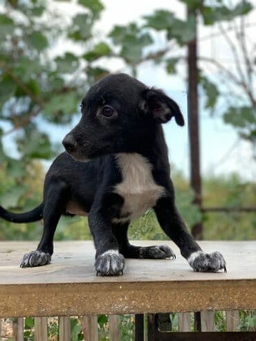 продажа собак бишкек: Отдадим щенков в заботливые руки. Прививки поставлены, от паразитов — 1