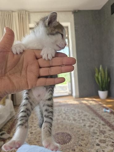 кошки кант: Беспородная, 1 месяц, Мальчик, Приучена к лотку — 6