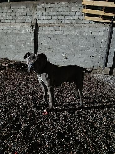 собаки стаф: Питбуль, 11 месяцев, Самец — 9