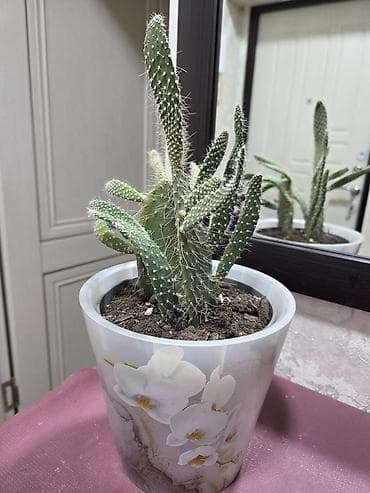 полотер: Композиции из кактусов и суккулентов в горшках - Наборы мини-кактусов — 6